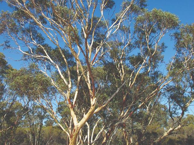 Land for sale in Edenhope, Victoria
