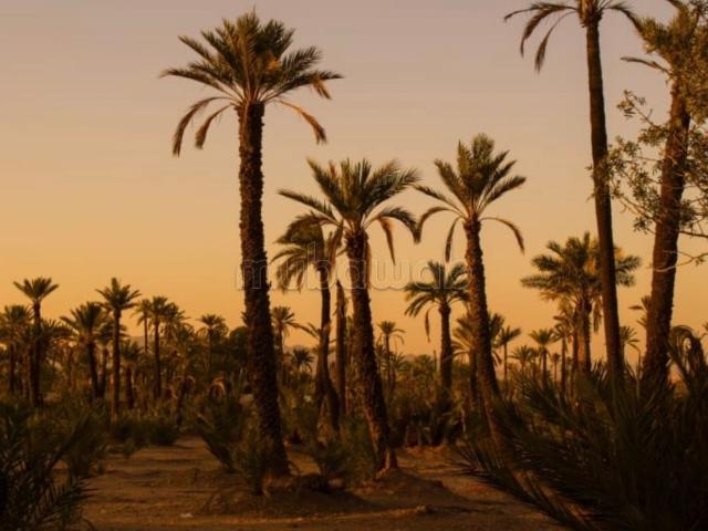 Terrain vente à Marrakech, L'Oriental