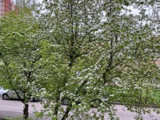 Квартира продажа в Королев, Кабардино-Балкарская Республика