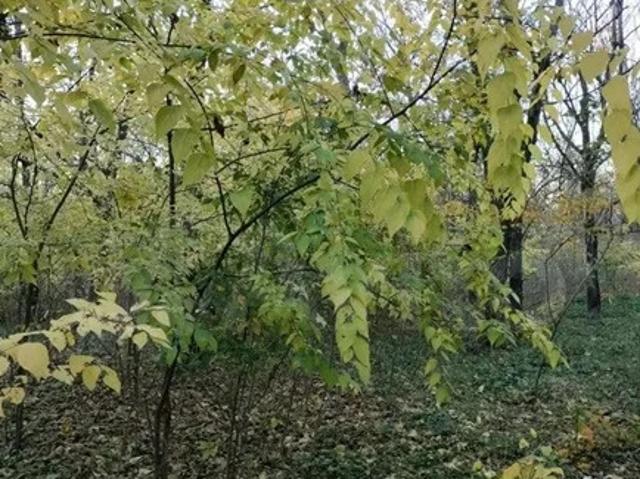 Участок продажа в ДНТ «Весна», городской округ Батайск