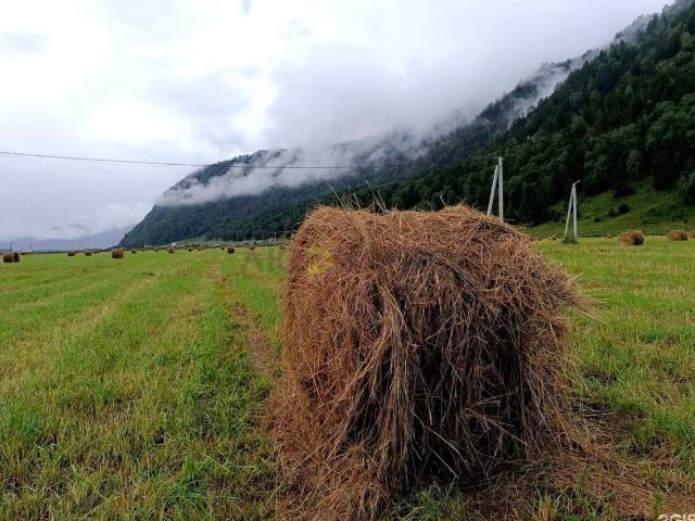 Участок продажа в Аносинское, Республика Алтай