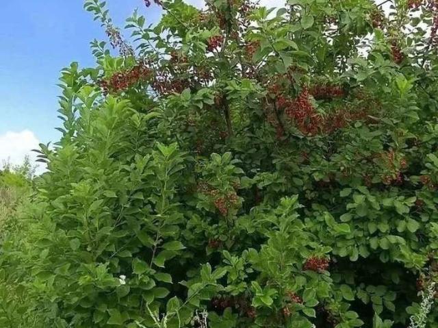 Участок продажа в Башкортостан Респ