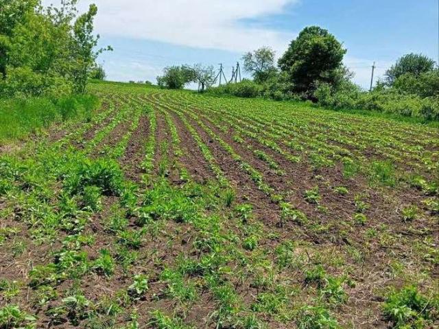 Участок продажа в Корочанский, Белгородская область