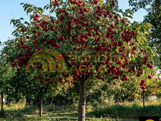 Участок продажа в Курчанская Ст-ца, Краснодарский Край