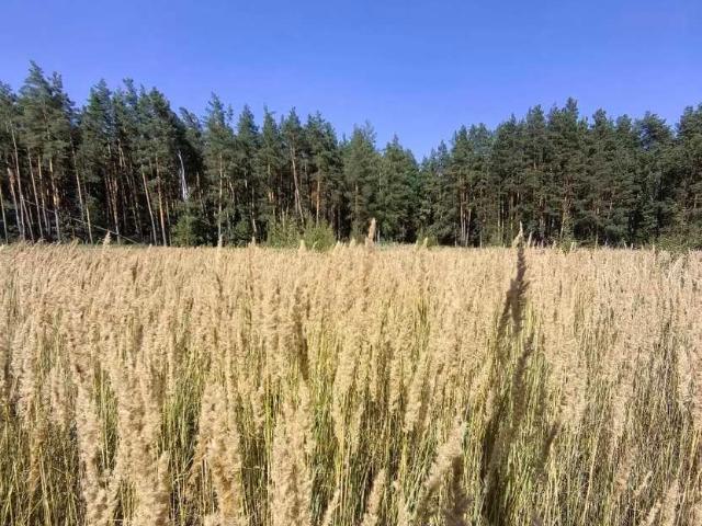 Участок продажа в Воронежская область
