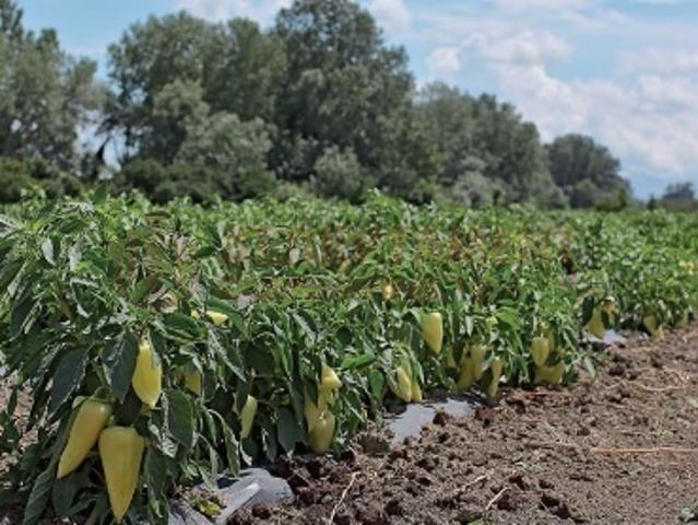 Участок продажа в Астраханская область