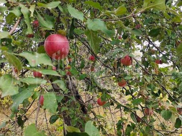 Участок продажа в Семилуки, Воронежская область
