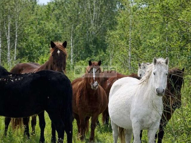 Участок продажа в Тюменская область