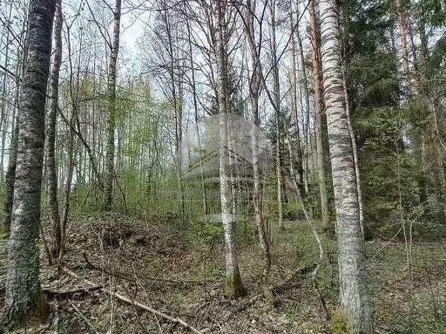 Участок продажа в Новгородская область
