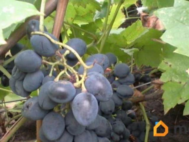 Дом продажа в Азов, Ростовская область