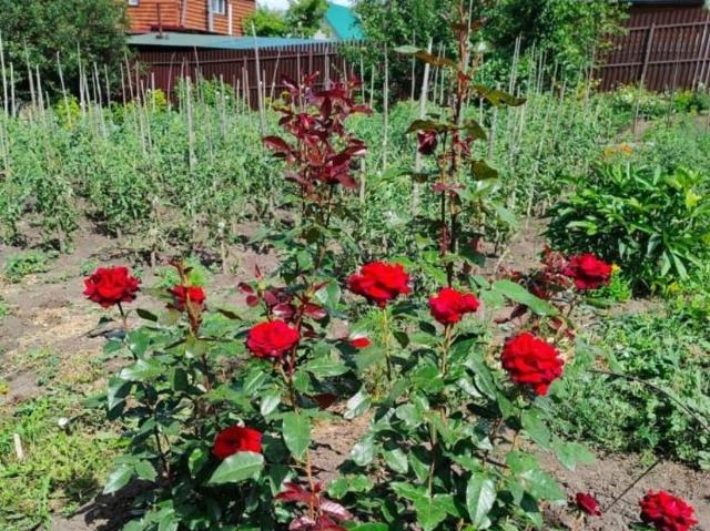 Дом продажа в Барнаул, Алтайский Край