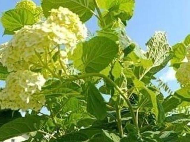 Дом продажа в Новосибирская область