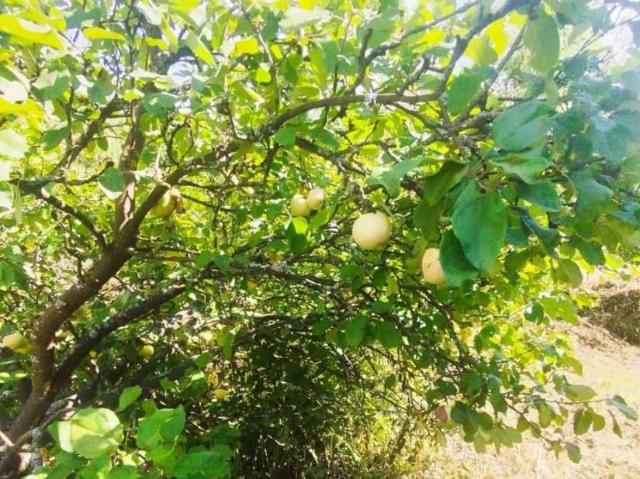 Дом продажа в Тыва Республика