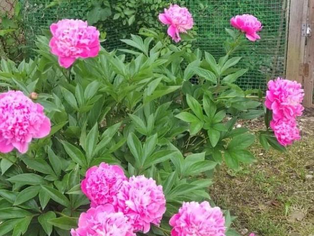Дом продажа в Хадыженск Г, Краснодарский Край