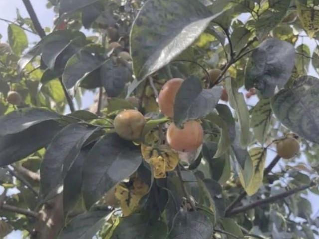 Дом продажа в Дружба Дп, Краснодарский Край