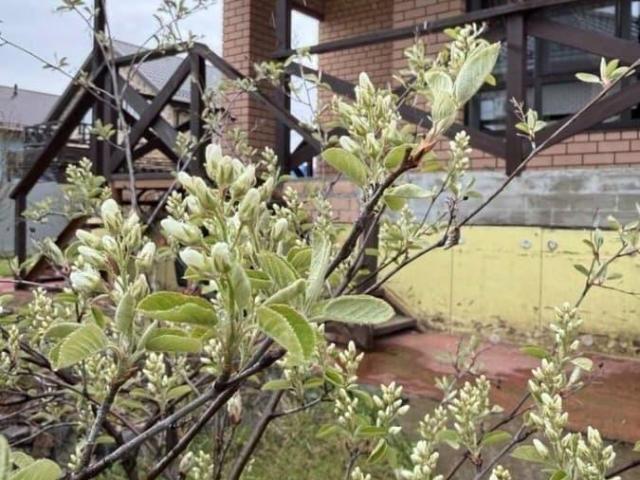 Дом продажа в Алые Паруса, Растущий