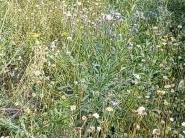 Дом продажа в Алтайский Край