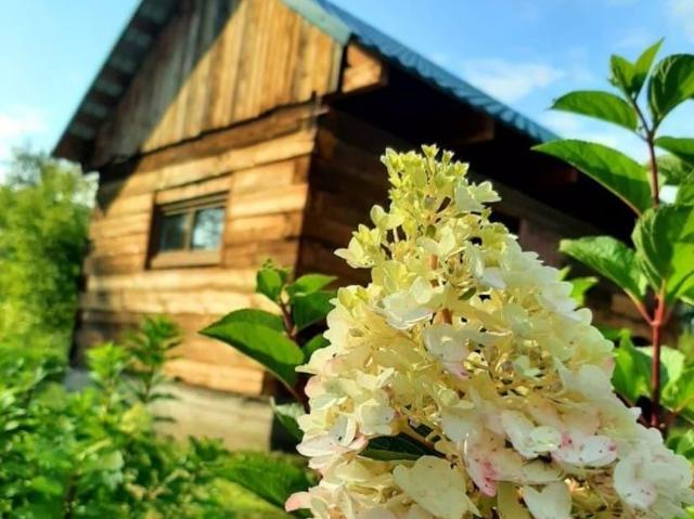 Дом продажа в Алтайский Край