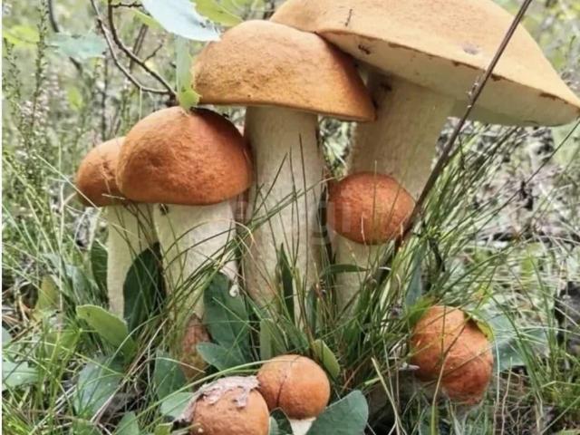 Дом продажа в Ленинградская область