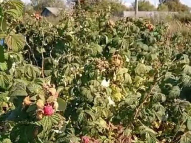 Дом продажа в Брянская область