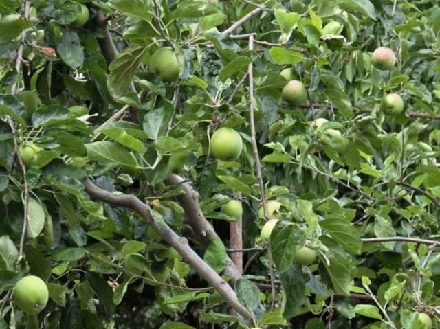 Дом продажа в Оползневое, Ялтинський район