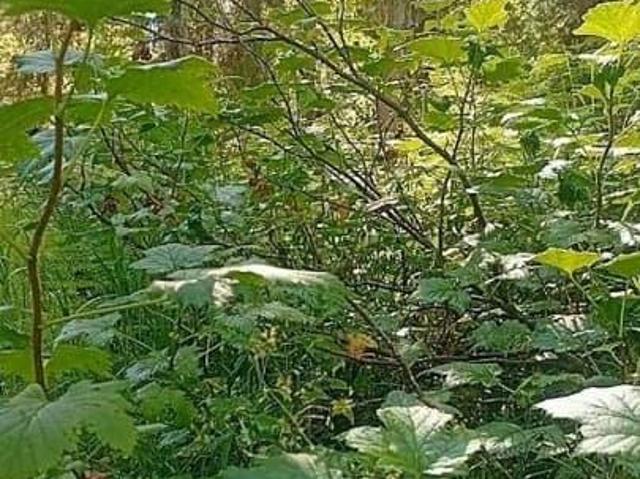 Дом продажа в Озеро-куреевское, Республика Алтай