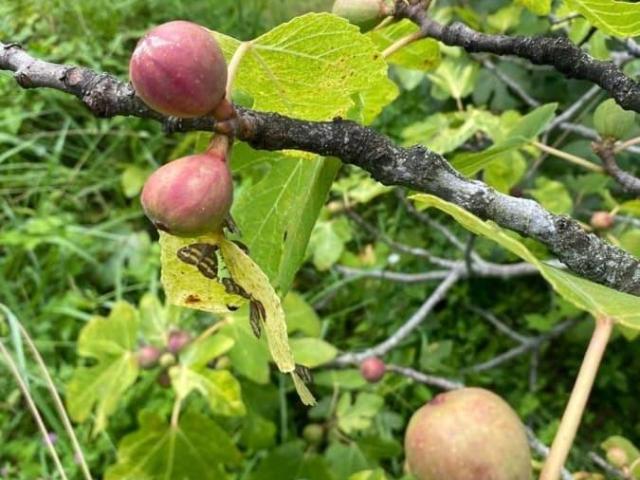 Дом продажа в Богушевка С, Краснодарский Край