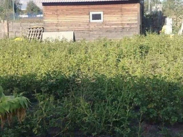 Дом продажа в Власиха, Алтайский Край