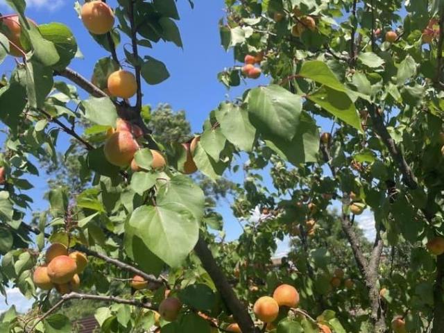 Дом продажа в Полтавская Ст-ца, Краснодарский Край