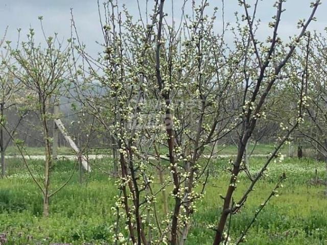 Дом продажа в Раевская Ст-ца, Краснодарский Край