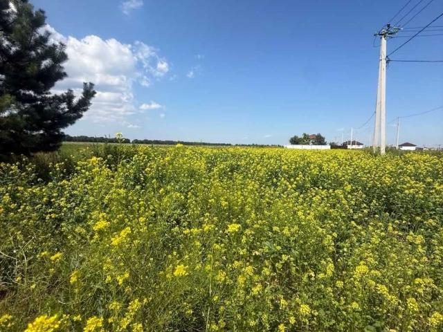 Участок продажа в Счастливой