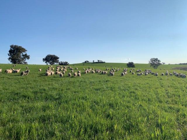 Cottage for sale in Cowra, New South Wales