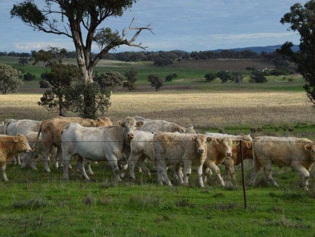 Acreage for sale in Curra Creek, New South Wales