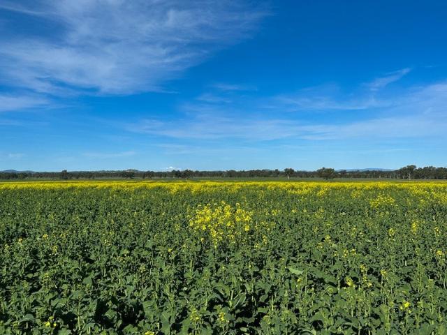 Acreage for sale in Culcairn, New South Wales