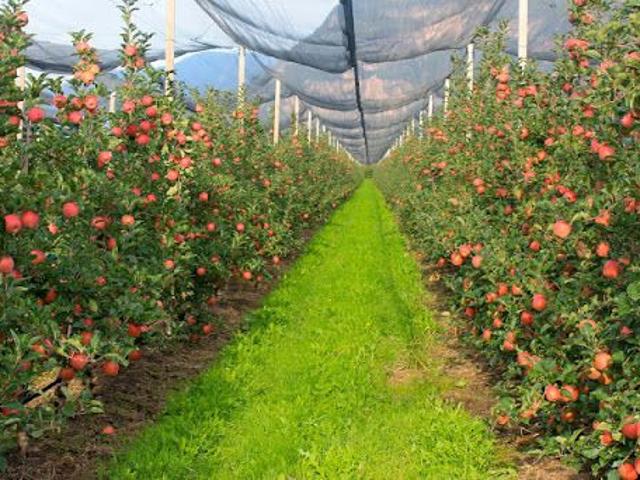 Terreno in vendita a Piemonte, Cuneo