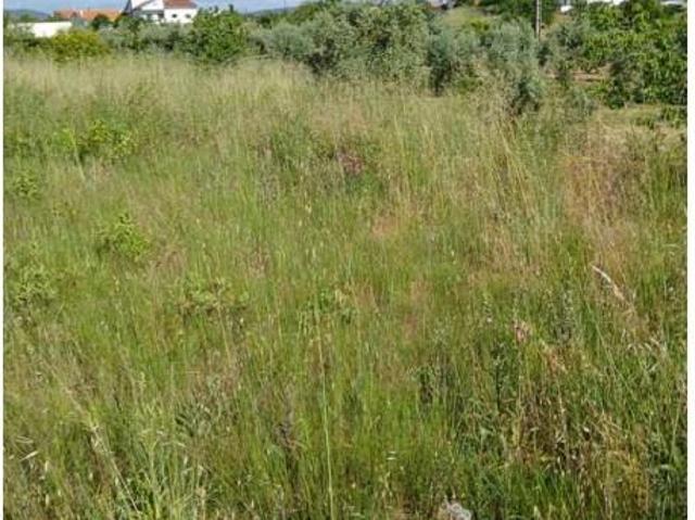 Terreno venda em Castelo Branco, Proença-a-nova