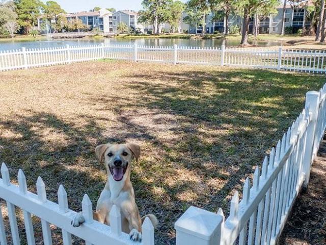 Apartment for rent in Dunedin, Florida
