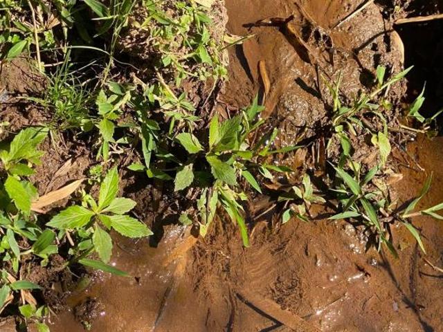 Terreno venda em Região Geográfica Imediata de Pouso Alegre, Cambuí