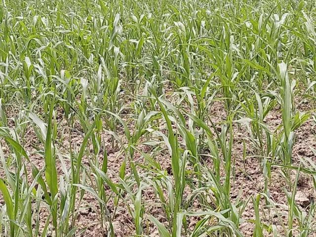 Land for sale in Faisalabad, Islamabad Capital Territory