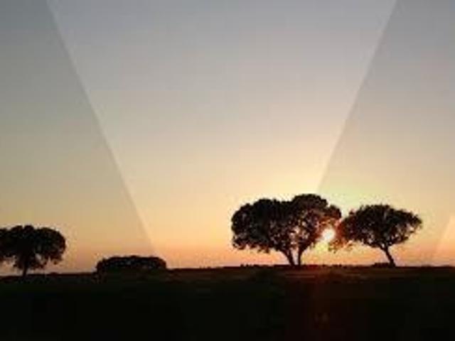 Terreno venda em Torres Novas, Santarém