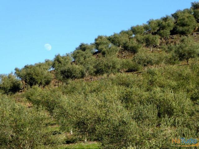 Quinta venda em Alfândega Da Fé, Bragança