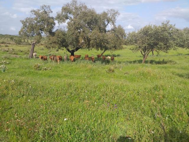 Terreno venda em Serpa, Beja