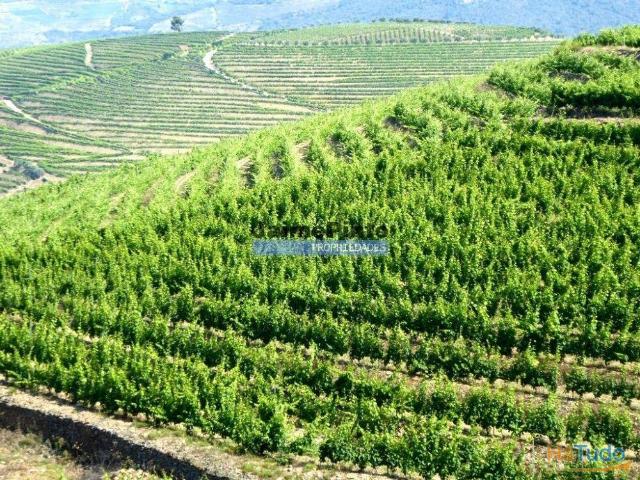 Terreno venda em Nagoselo Do Douro, Viseu