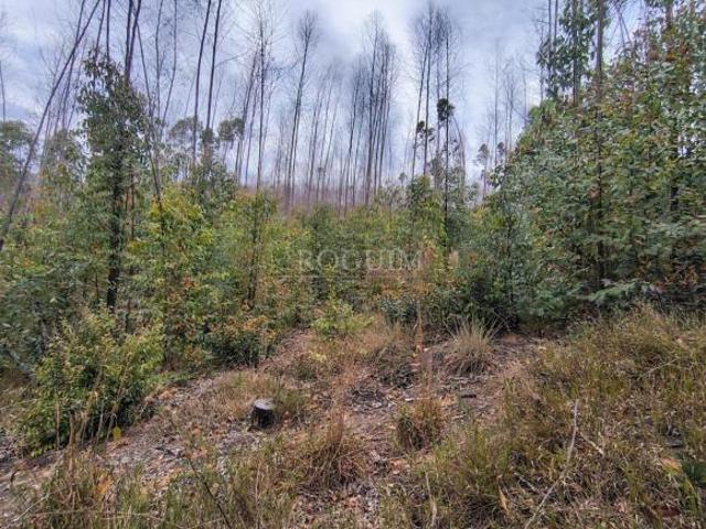 Sítio e chácara venda em Região Geográfica Imediata de Juiz de Fora, Andrelândia