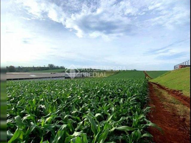 Sítio e chácara venda em Região Geográfica Imediata de Chapecó, Mondai