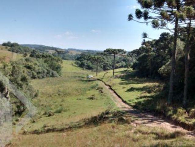 Sítio e chácara venda em Vila Seca, Caxias do Sul