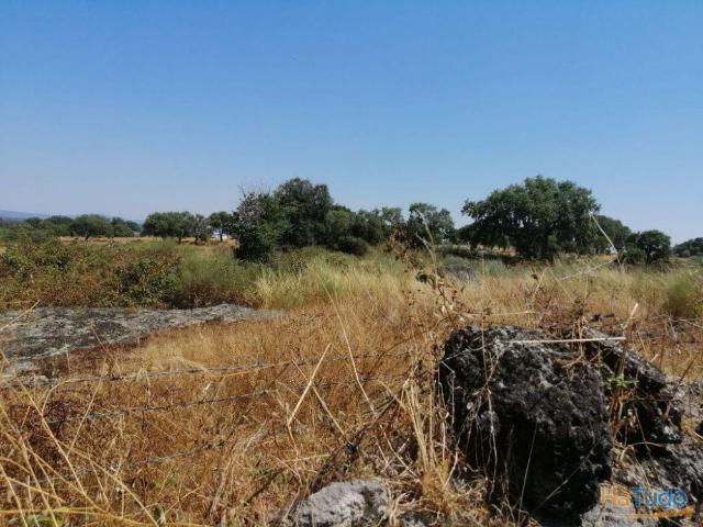Terreno venda em Nisa, Portalegre