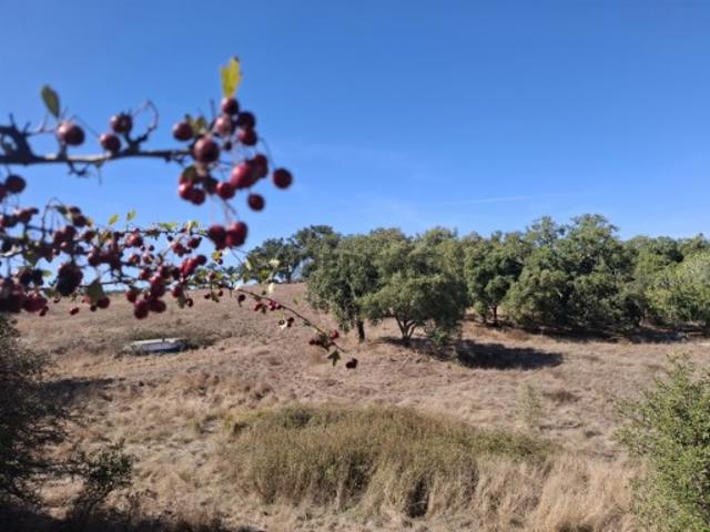 Terreno venda em Grândola, Setúbal