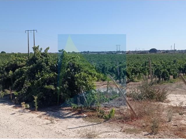 Quinta venda em Palmela, Setúbal