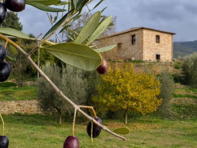 Rustico in vendita a Unione di Comuni Valdarno e Valdisieve, Pelago